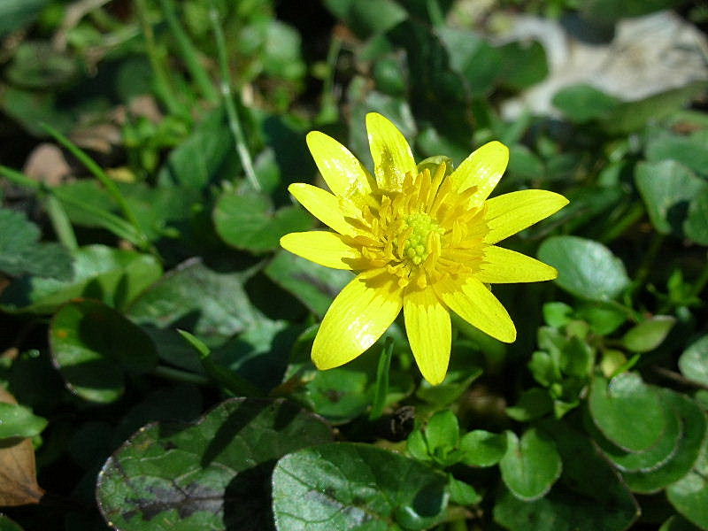 Ranunculus ficaria / Ranuncolo favagello